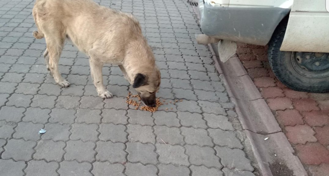 BESLEMELER DEVAM EDİYOR