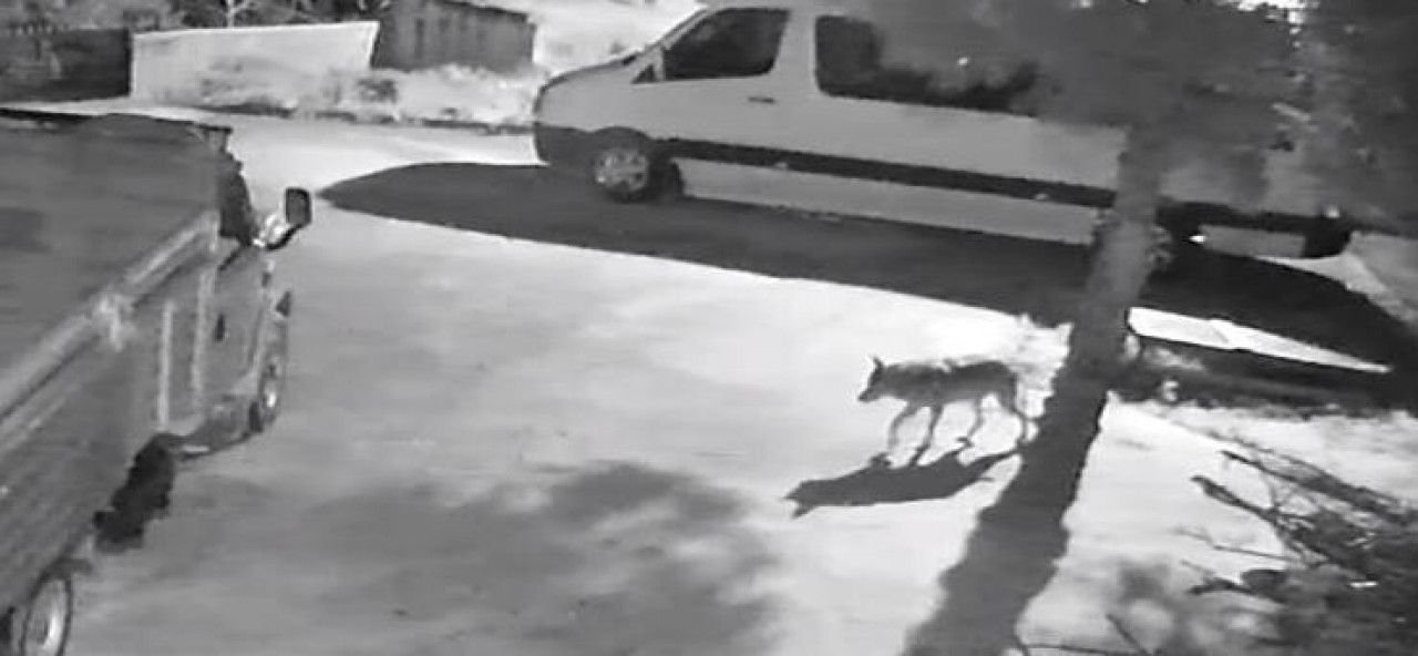 Giresun’da aç kalan kurtlar mahalleye indi !