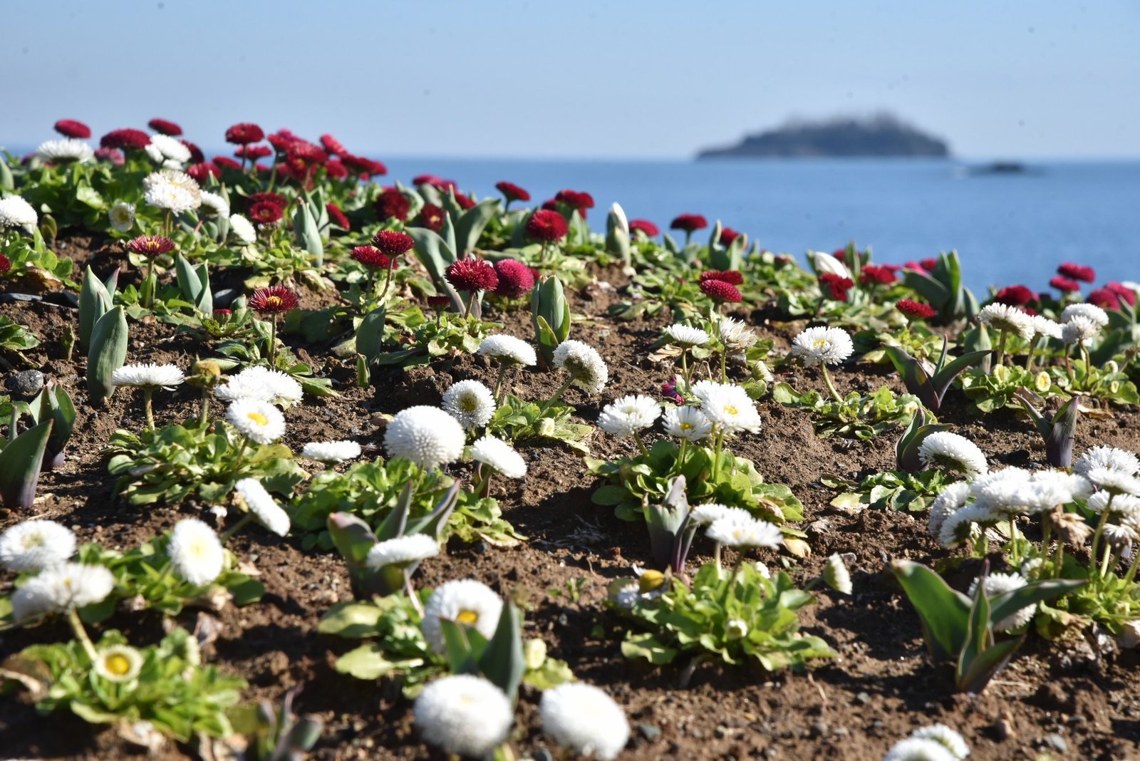 ŞEHRİMİZ ÇİÇEKLERLE DAHA DA GÜZELLEŞİYOR