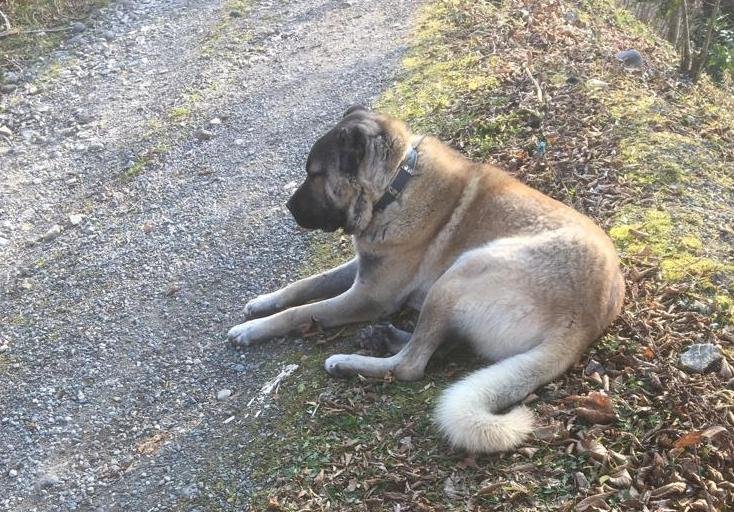 Köpeğini evinin önünde zehirlediler!