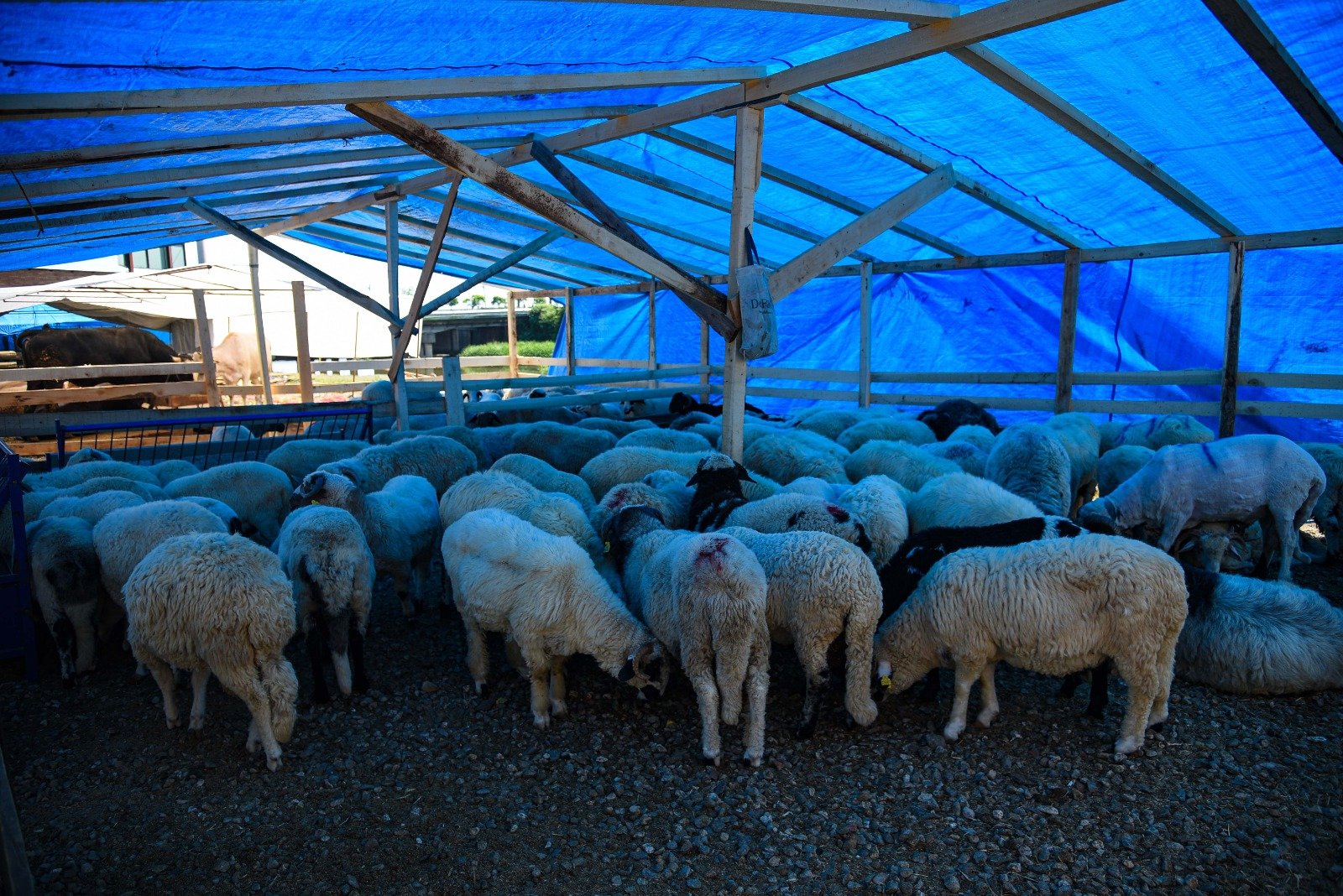 KURBANLIK SATIŞ ALANI HAZIR HALE GETİRİLDİ