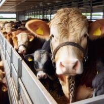 CANLI HAYVAN NAKİLLERİNDE VETERİNER YOL KONTROL VE DENETİM İSTASYONUNA  UĞRAMA YÜKÜMLÜLÜĞÜ