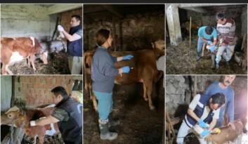 Giresun’da İlk 5 Ayda 267 Bin 556 Muhtelif Hayvan Aşılandı