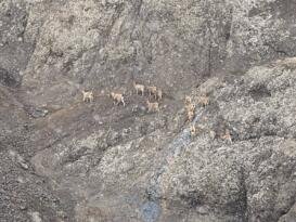 Şebinkarahisar’da Yaban Keçileri İçin Koruma Kalkanı: Envanter Çalışması Tamamlandı