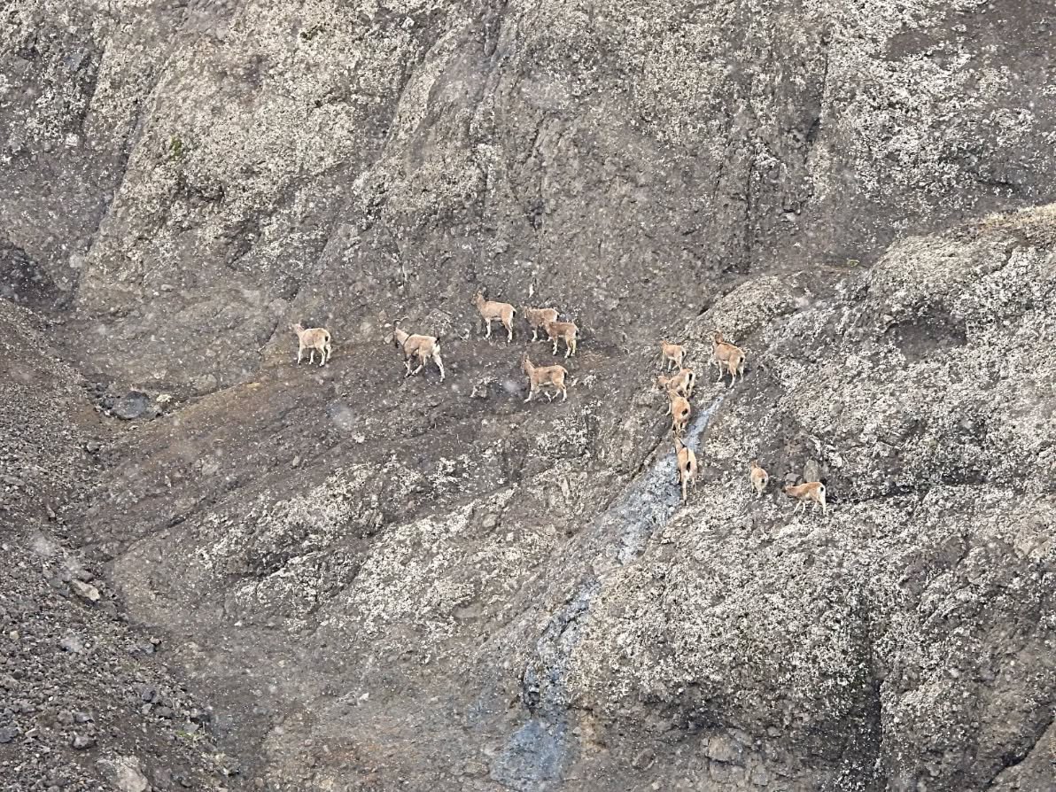 Şebinkarahisar’da Yaban Keçileri İçin Koruma Kalkanı: Envanter Çalışması Tamamlandı